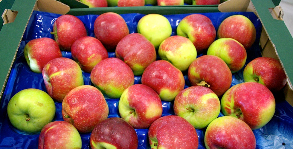 Polish apples producer of fruit vegetables