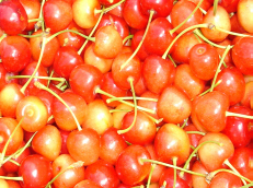 Polish apples producer of fruit vegetables